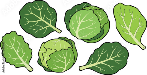 Assortment Of Green Leafy Vegetables And Cabbage In A Top Down View