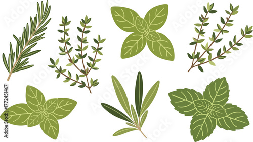 Collection of Fresh Green Herbs Rosemary Thyme Basil Oregano Isolated on White Background Top View