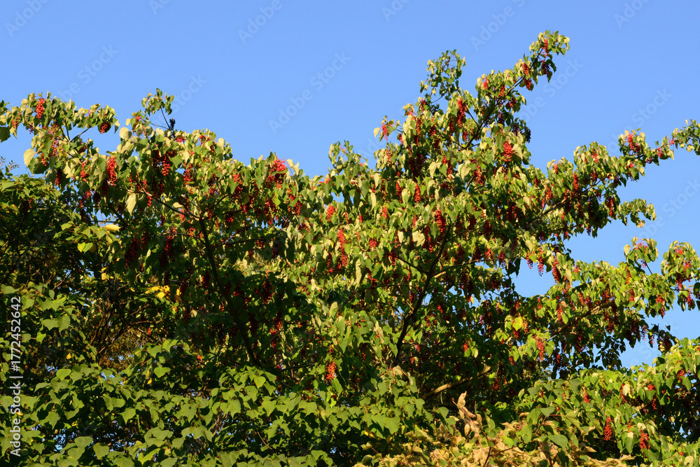 Fototapeta premium Idesia polycarpa is a deciduous broadleaf tree growing up to 15 meters tall, with greenish-yellow flowers in May and red fruits ripening in autumn. Photographed in Korea.