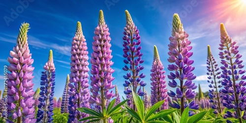 Blooming Lilac Lupines Against a Vivid Blue Sky - Slow Motion Vertical Video