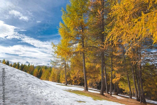 landscape of alpine forest with larches in beautiful golden colors under cloudy sky and first snow at the ground