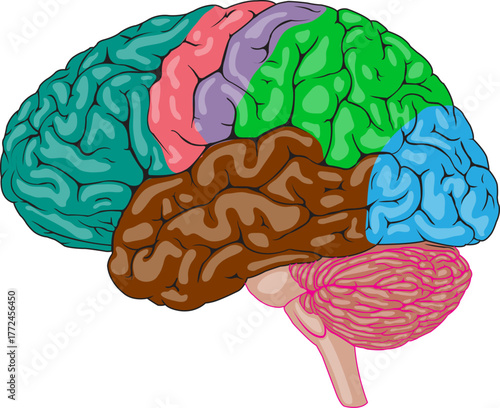 Brain icon, Brain Logo silhouette