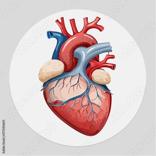 Anatomical illustration of a human heart displaying the intricate network of arteries and veins