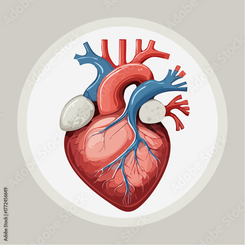 Anatomical illustration of the human heart with arteries and veins, symbolizing life and health