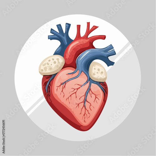 Anatomical Heart Illustration A Detailed Look at the Human Cardiovascular System