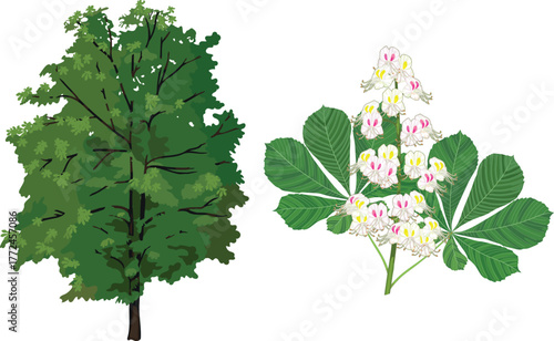  Horse chestnut tree (Aesculus hippocastanum) and horse chestnut inflorescence with green leaves isolated on white background	