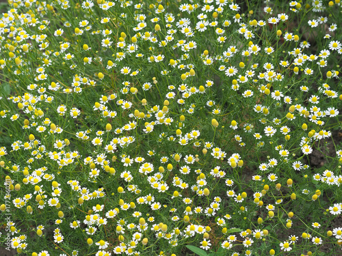 White flowers of wild German chamomile on a meadow in summer, medicinal plant, Matricaria chamomilla