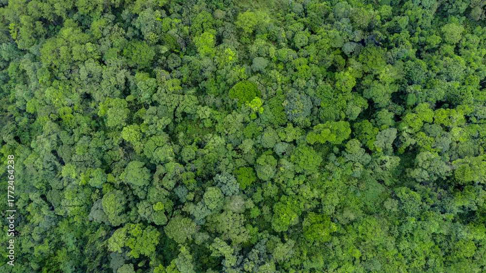 Naklejka premium Aerial top-down view of a dense green forest, a natural carbon sink. Concept of environment, nature, biodiversity conservation, net-zero emissions, carbon neutrality and a sustainable environment.