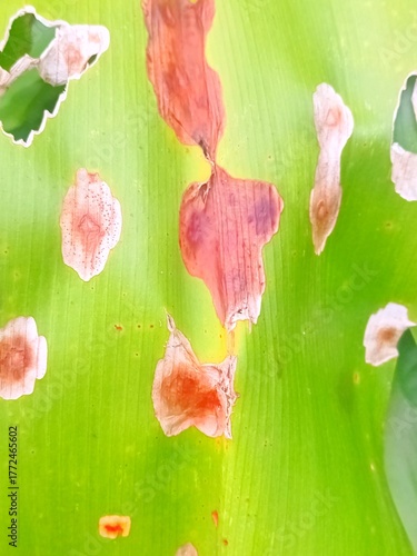 watercolor background with flowers