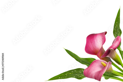 Small bouquet of red flower...