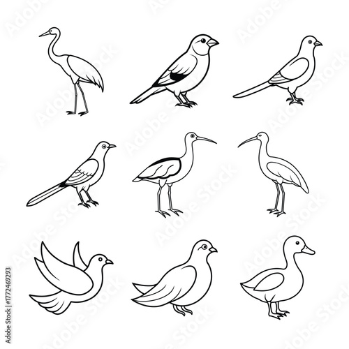 Nine Birds Vector Illustration Collection Outline Drawing Bird Species