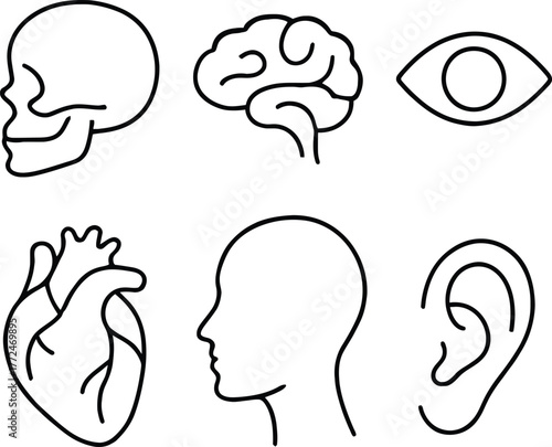 Explore the fascinating world of anatomy with skeletal brain heart eye and ear icons in biology study