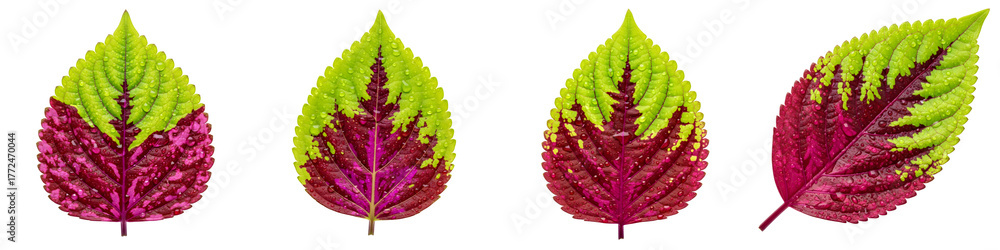 Fototapeta premium Four coleus leaves isolated on transparent background