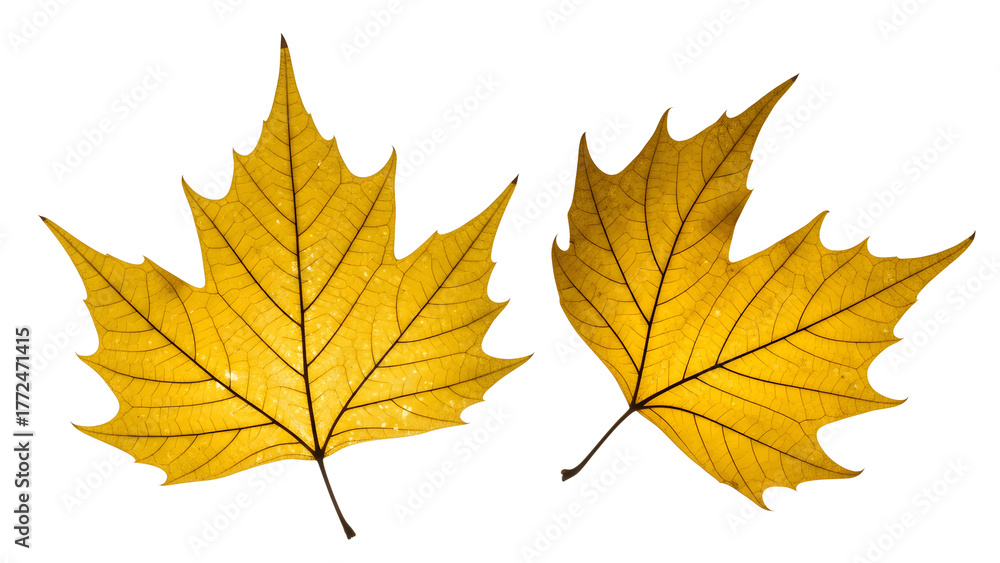 Fototapeta premium Two yellow maple leaves isolated on transparent background