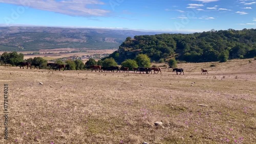 Group of horses and mares walking through a meadow in Valdegovía, Basque Country, Spain