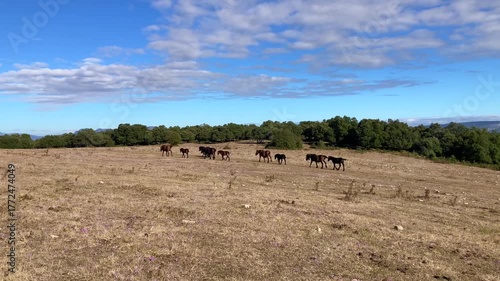 Group of horses and mares walking through a meadow in Valdegovía, Basque Country, Spain