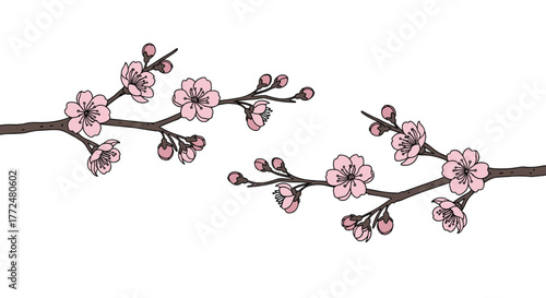 Detailed illustration of two delicate cherry blossom branches adorned with soft pink flowers and closed buds, symbolizing spring and renewal.