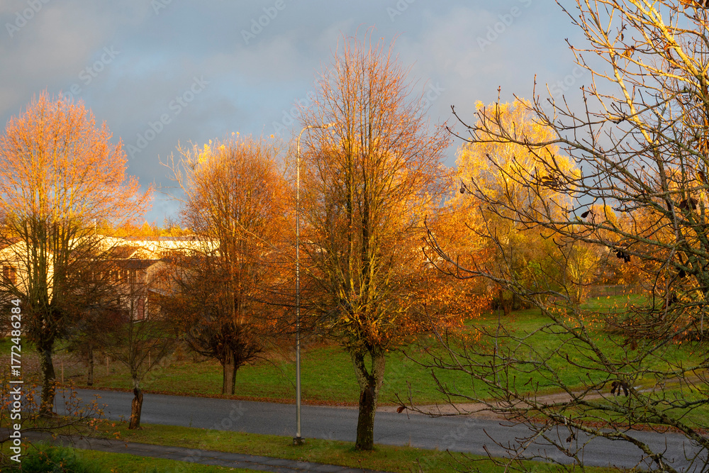 Fototapeta premium calm autumn landscape, park in autumn colors, colorful tree leaves cover the ground,