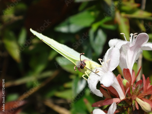 Cleopatra butterfly (Gonepteryx cleopatra), female  feeding on abelia flowers