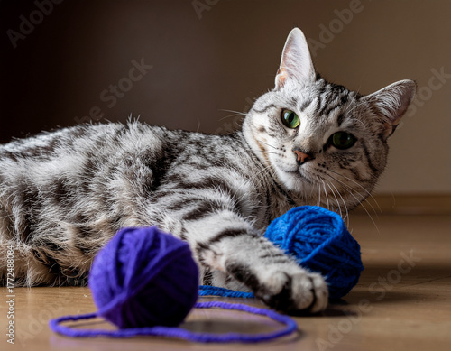 猫と毛糸