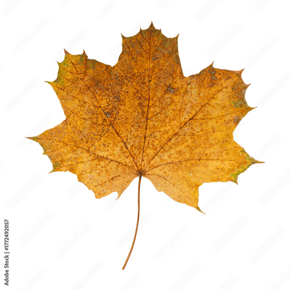 Fototapeta premium Autumn Maple Leaf Isolated on Transparent Background – Yellow and Orange Fall Foliage Close-Up