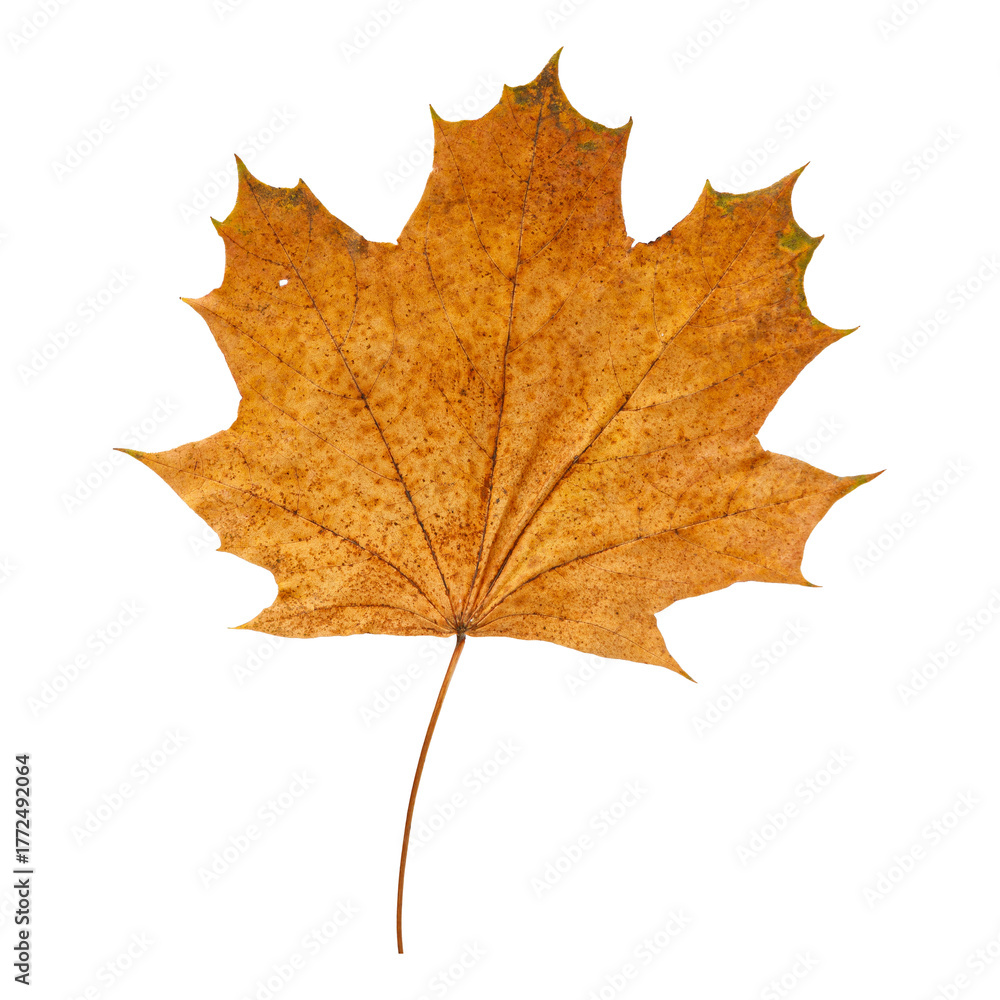 Obraz premium Autumn Maple Leaf Isolated on Transparent Background – Yellow and Orange Fall Foliage Close-Up