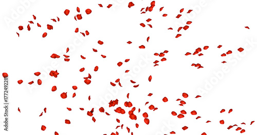 Papier peint Red rose petals sway in the wind