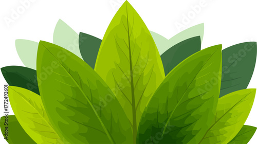 A fragrant herb for cooking, fresh rosemary branches with green leaves are isolated on a white background