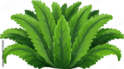 Isolated on a white background is a close-up of fresh green bamboo leaves on a single branch