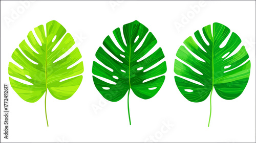 On a white background, the fresh green leaves of a plant are isolated, making them perfect for botany and herbal design applications