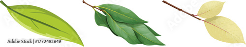 Fresh spring foliage on a bay laurel tree branch is set against a white background