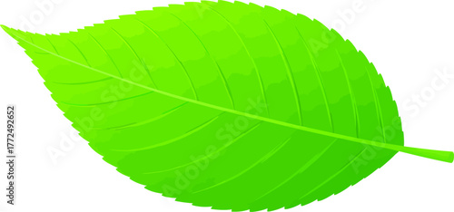 A plant's fresh green leaves are shown isolated on a white background
