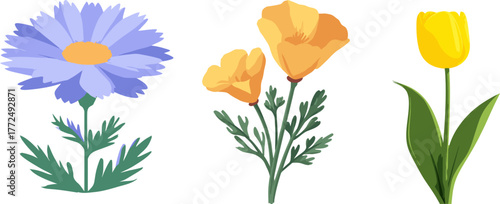 Image of an individual orange California poppy flower, with its complement of green leaves, presented on a stark white backdrop