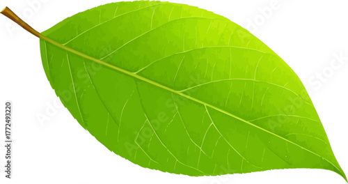 A single green leaf, fresh and vibrant, is showcased in isolation against a white backdrop through a macro close-up, highlighting its organic development and freshness