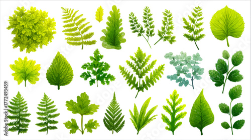 Against a spotless white background, a fern frond of vibrant green hue slowly unfurls its intricate and delicate leaflets in a perfectly symmetrical design