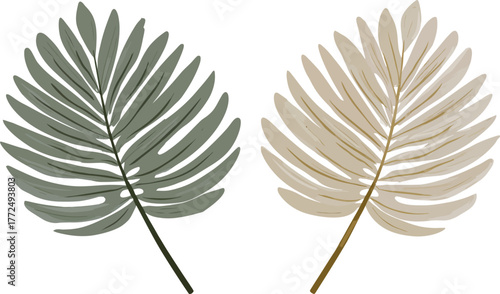 The aloe vera leaf and plant are displayed on a white background showcasing vibrant green botany