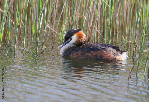 A great crested grebe (Podiceps cristatus) in breeding plumage is photographed close up near the nest.