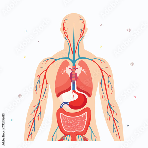 Human Anatomy Vector Illustration Showing Major Internal Systems