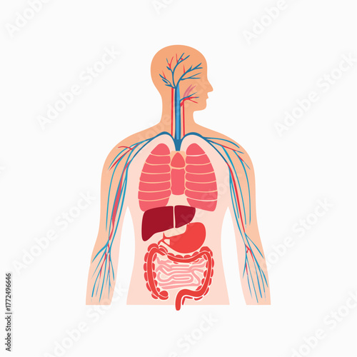 Detailed Illustration of Human Anatomy Organs, Vascular and Nervous Systems