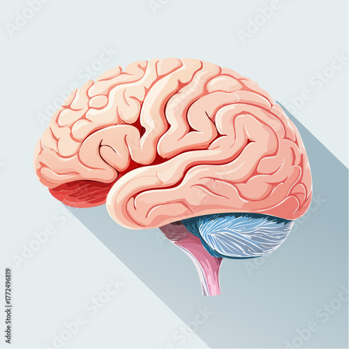A detailed anatomical illustration of the human brain shown in a side profile view, representing concepts of neuroscience, intelligence, and psychology