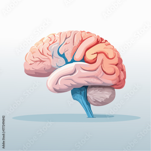 Anatomical side view illustration of a colorful human brain, representing intelligence, memory, and the power of the mind