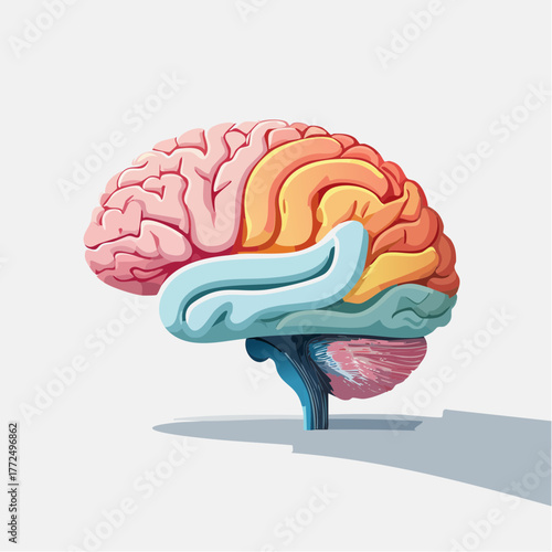 Detailed scientific illustration of a human brain, showcasing distinct lobes and neural structures, symbolizing intelligence, thought, and cognitive functions