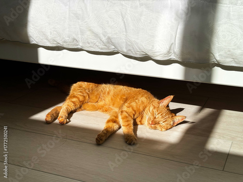 A domestic orange cat lies on the floor, basking in the sun