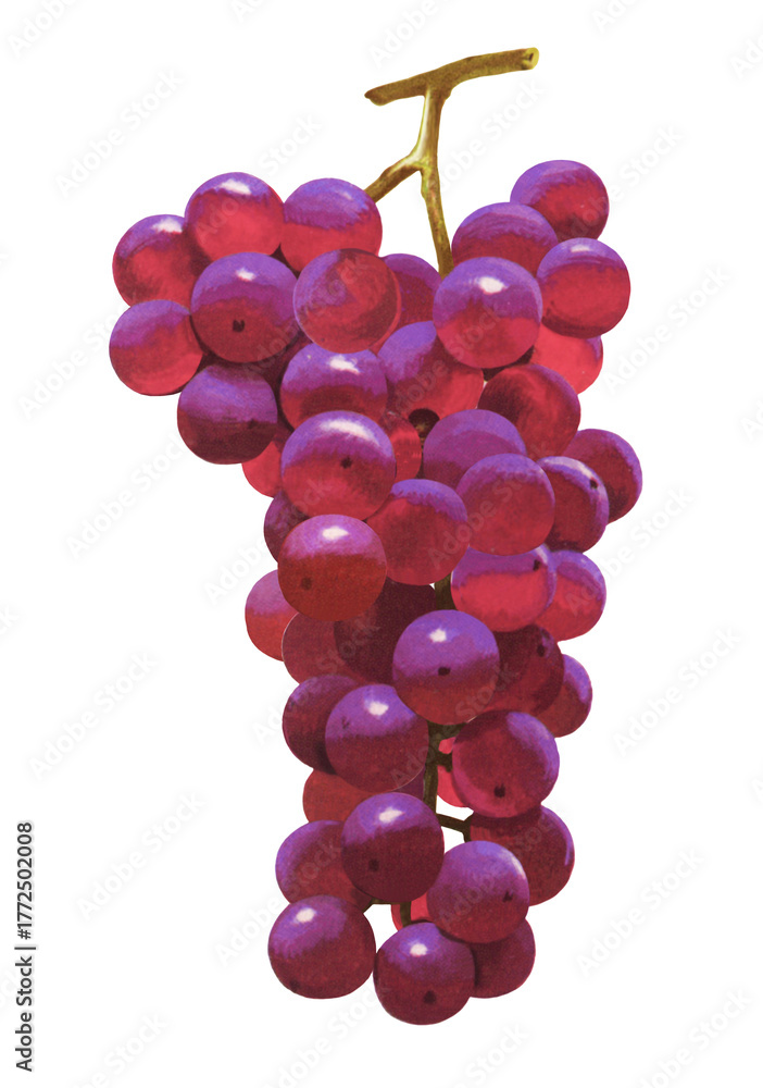 Fototapeta premium ブドウのイラスト