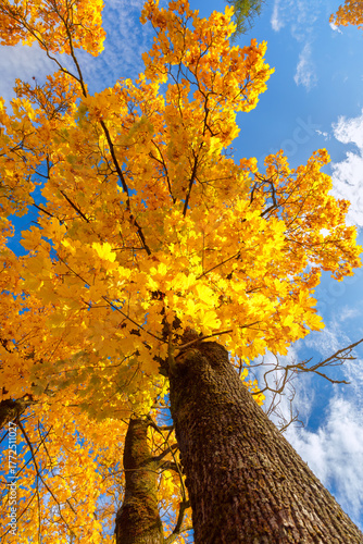 Low-Angle View of Two Maple Trees with Vibrant Yellow Autumn Leaves Against Blue Sky