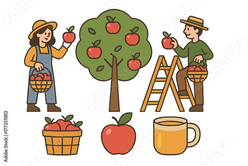 Farmers picking fresh apples from a fruit tree during the autumn harvest