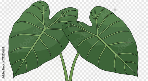 green leaf isolated on white background