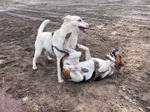 Estonian hound and a mutt dogs are playing and rolling in the mud
