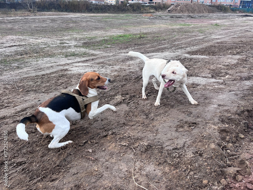 Estonian hound and a mutt dogs are playing and rolling in the mud