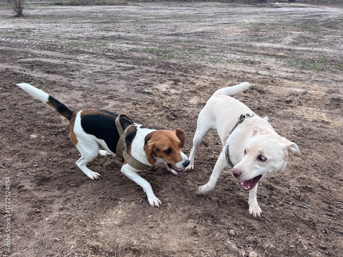 Estonian hound and a mutt dogs are playing and rolling in the mud